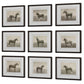 Equine Dynasty - Framed Prints (Set of 9)