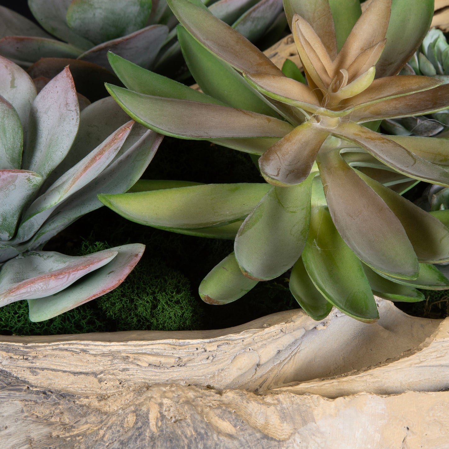 Seaside Breeze - Succulents - Light Brown