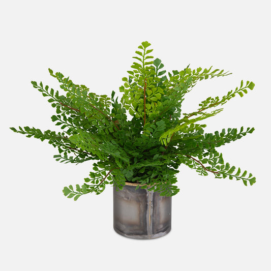 Maidenhair Fern - In Oxidized Container - Gray