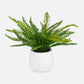 Boston Fern - In White Ceramic Pot - White