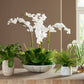 Flourish Orchid - Centerpiece - White