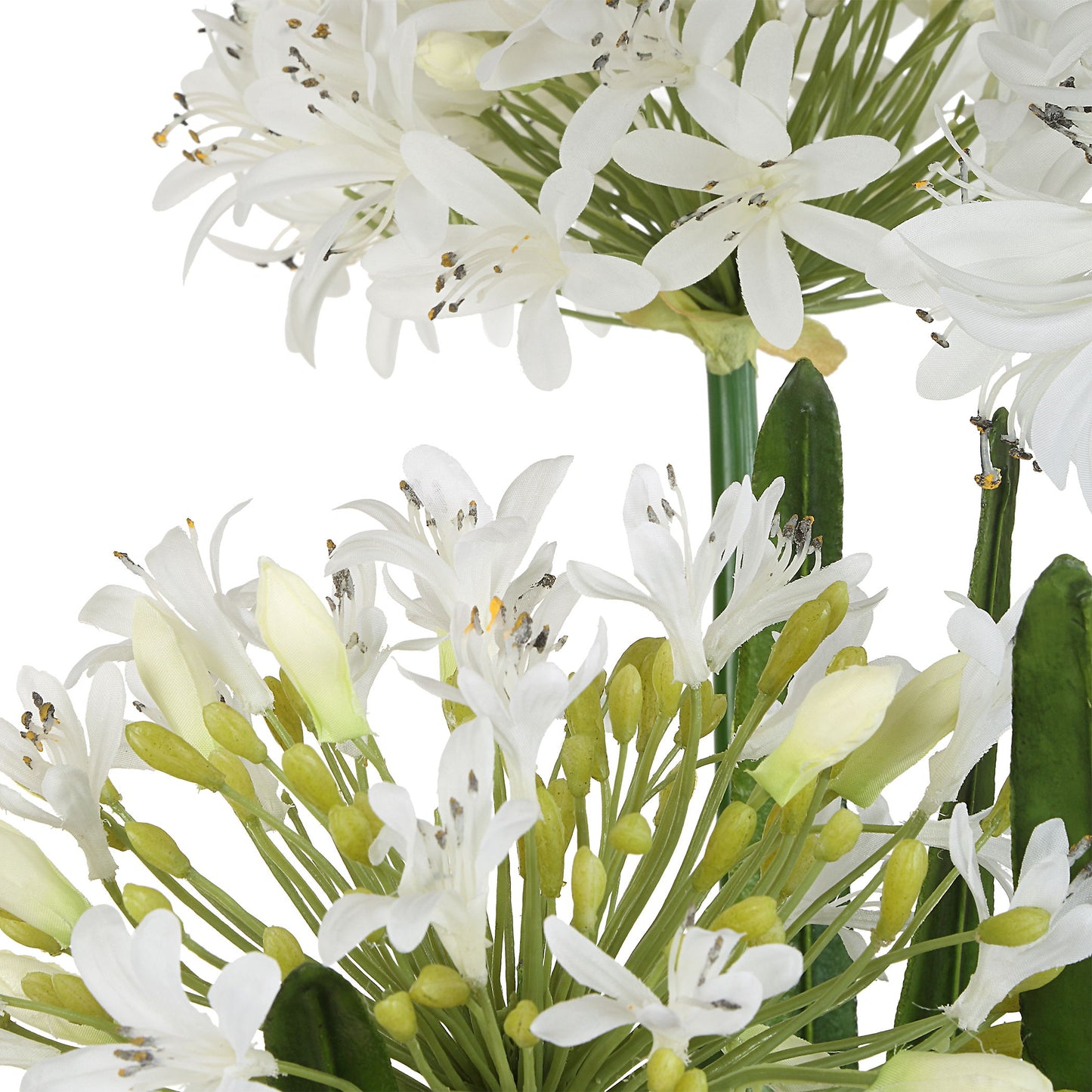 Purity Agapanthus - Centerpiece