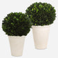 Preserved Boxwood - Domes (Set of 2) - Green