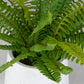 Boston Fern - In White Ceramic Pot - White