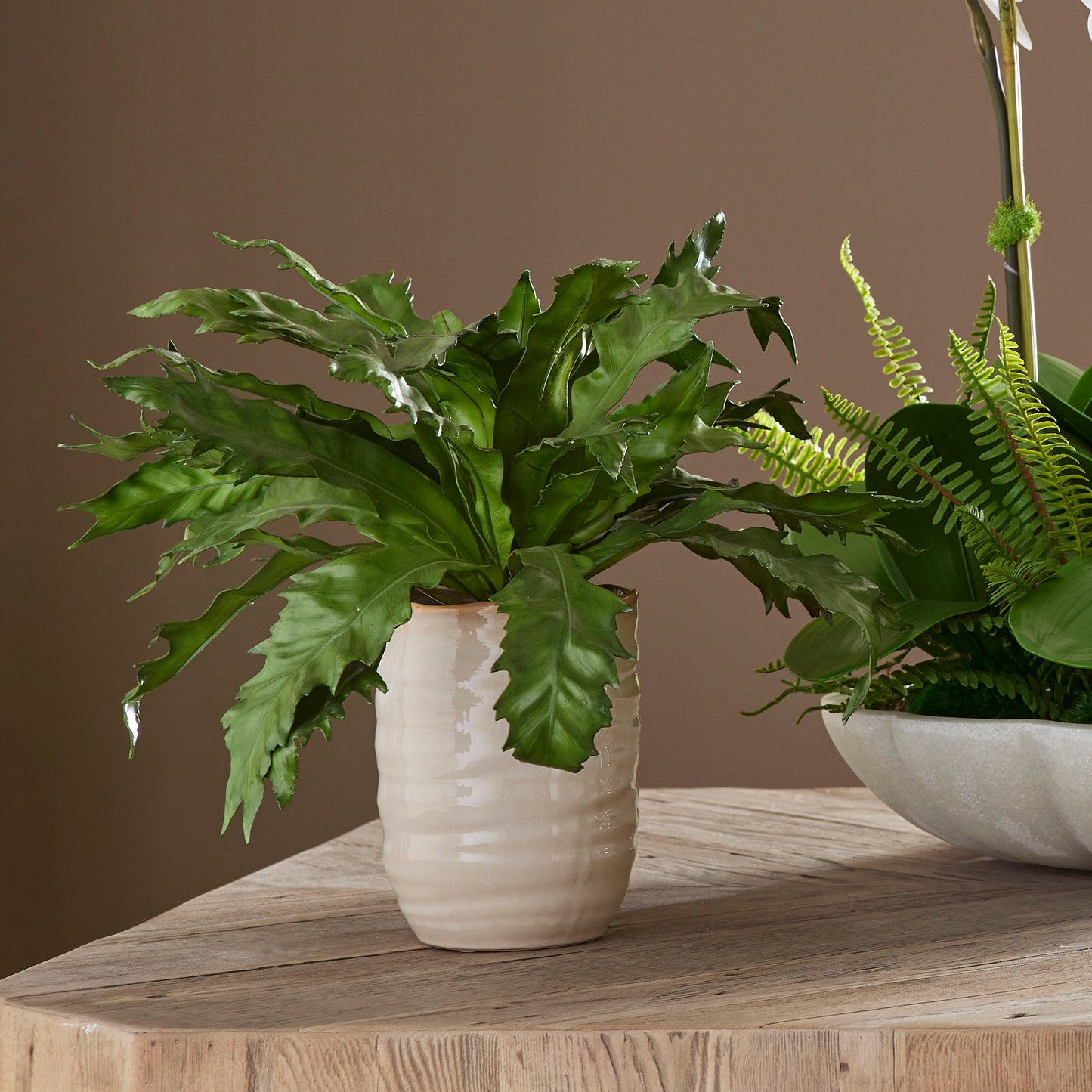 Verdure Fern - In Glazed Pot - White