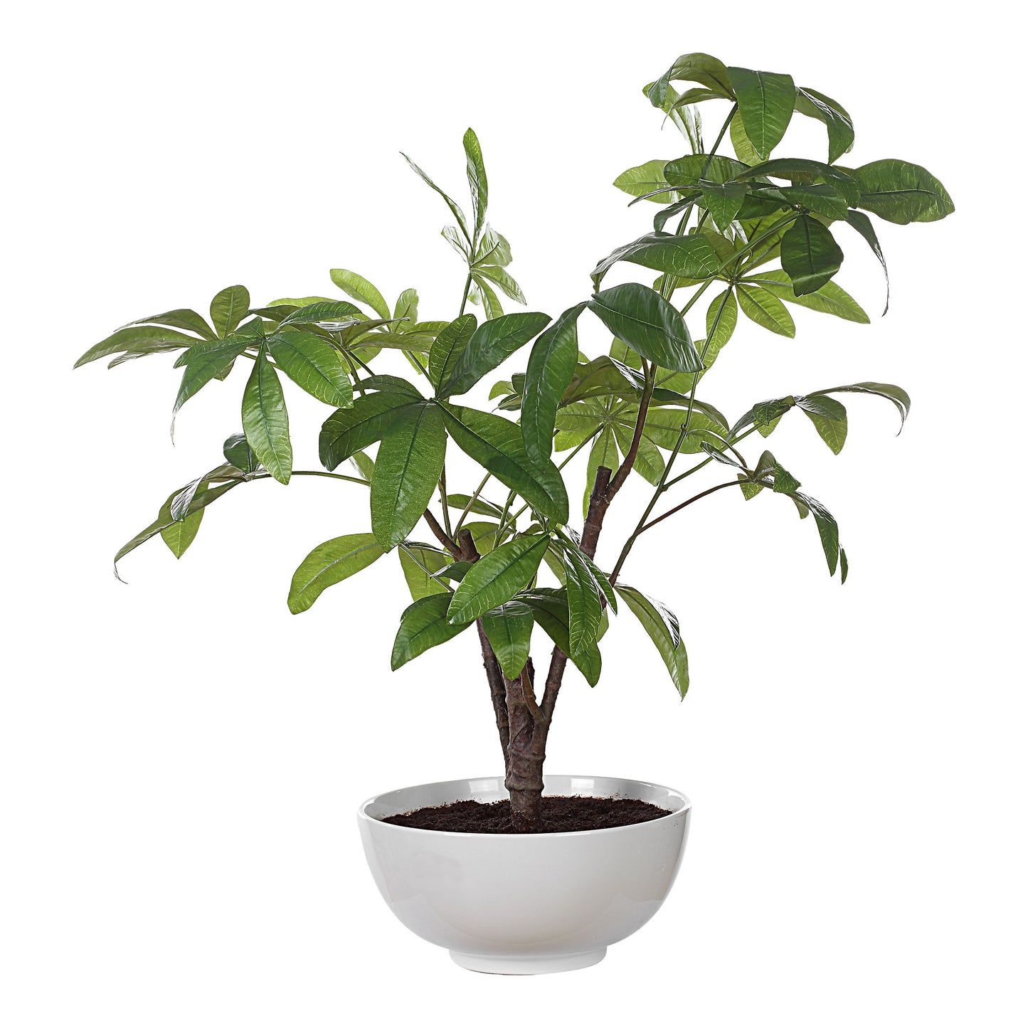 Pachira - Money Tree - White