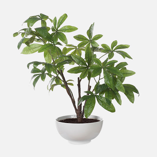 Pachira - Money Tree - White