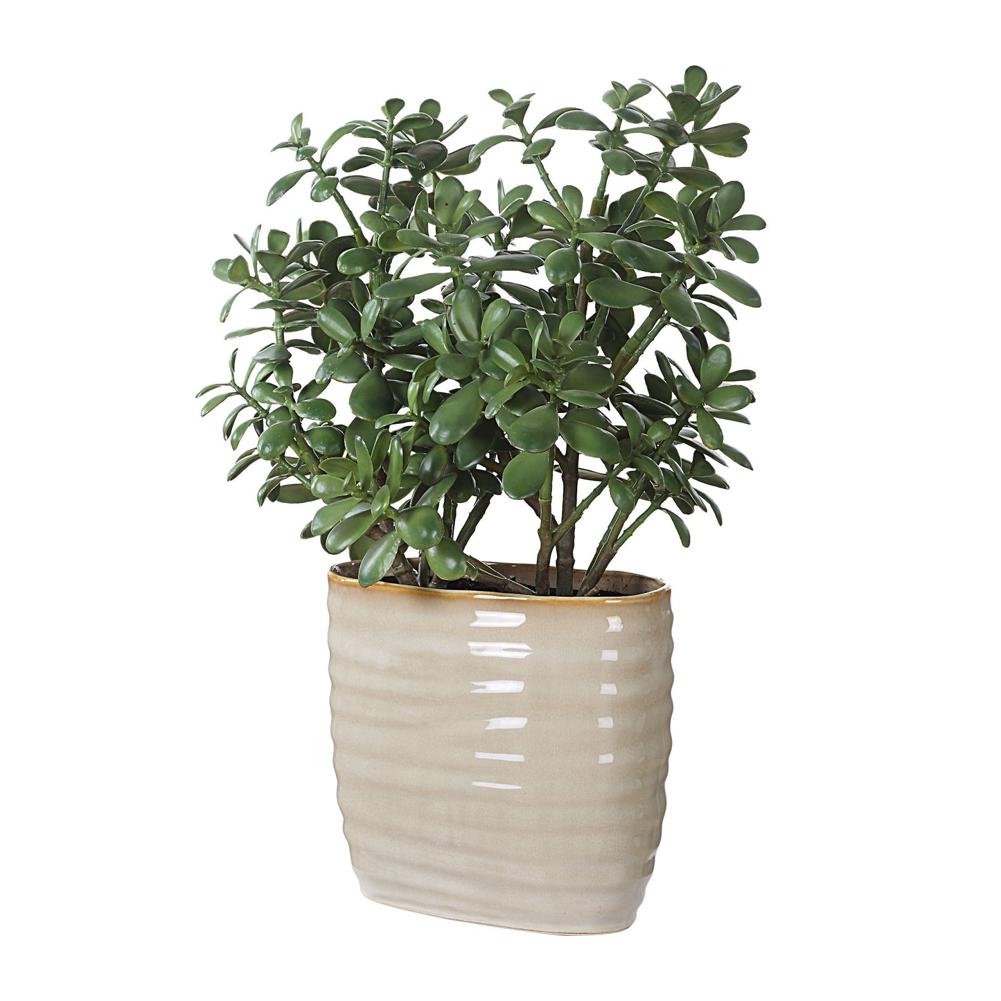 Crassula Jade - Accent Plant - Beige