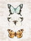 Butterfly Trio By Lettered & Lined - Beige