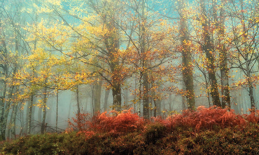 Framed - Beeches In The Mist By Lars Van De Goor - Blue