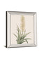 Sansevieria Zeylancia By Pierre Joseph Redoute - Mirror Framed Print Wall Art - White