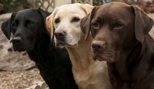 Framed Small - Three Shades Of Loyalty - Dark Brown