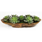 Yuma - Succulent Centerpiece - Dark Brown