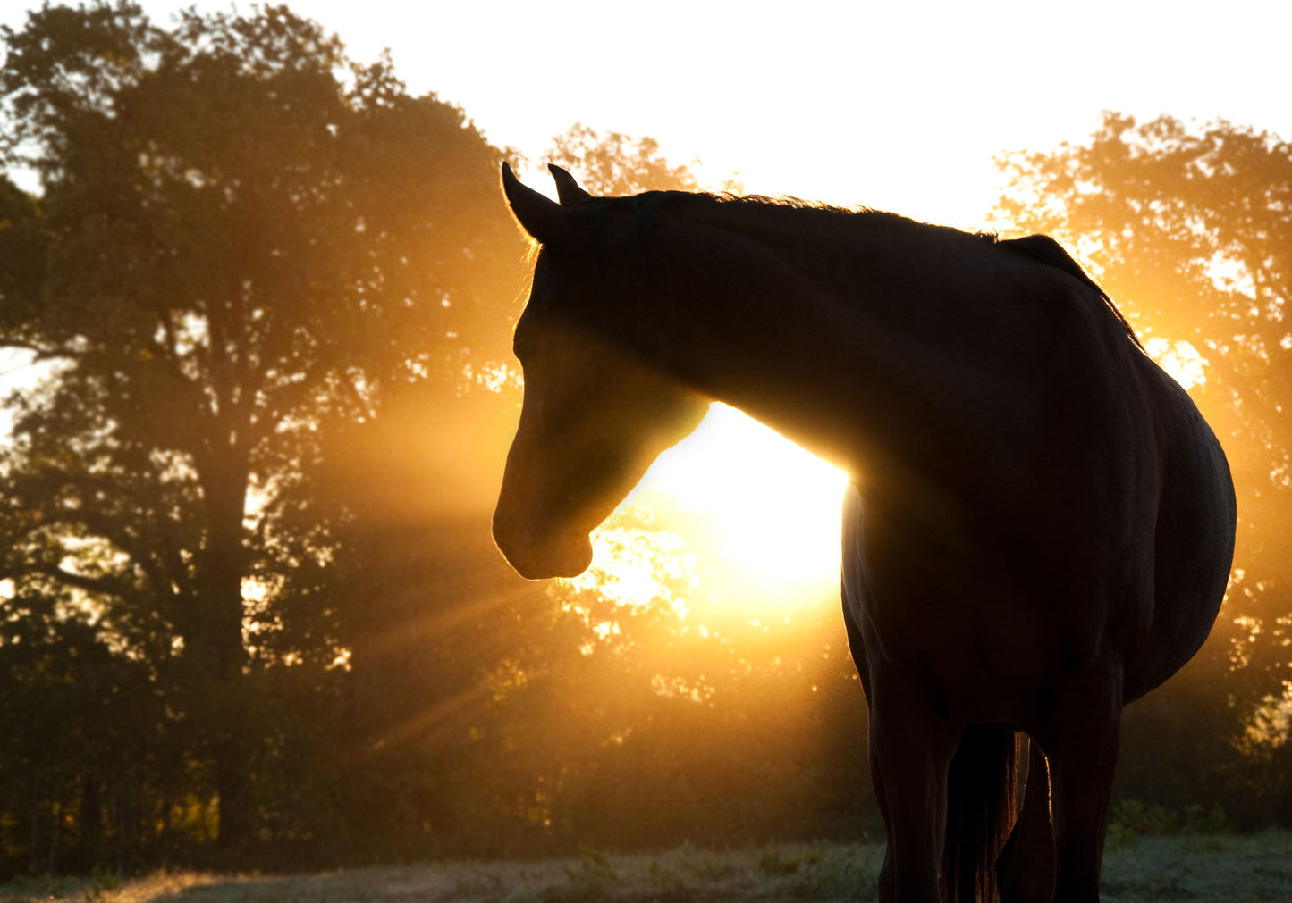 Framed Small - Horse Silhoutte - Light Brown