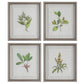 Wildflower Study - Framed Prints (Set of 4)