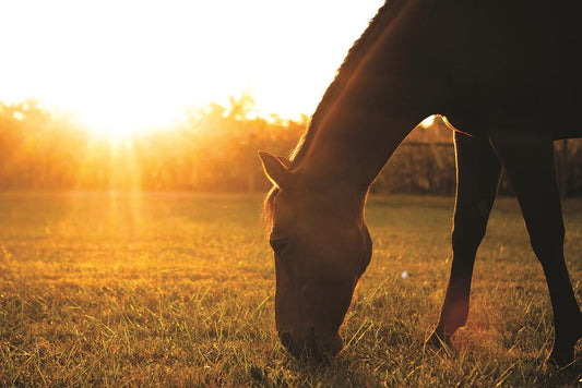 Framed Small - Sunset Grazing I By Donnie Quillen - Light Brown