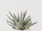 Boho Succulent By Jennifer Rigsby - Dark Green