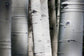 Tempered Glass With Foil - Aspen Trunks - Dark Gray