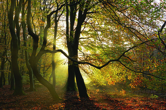 Framed Small - Share This Dance With Me By Lars Van De Goor - Green