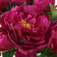 Prima - Peony Bouquet - Pink