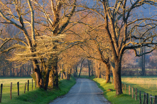 Framed Small - Sunset Path By Jimmy'z - Green