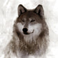 Forest Wolf By Carol Robinson (Framed) (Small) - Dark Brown