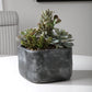 Alverio - Desert Garden Succulents - Pearl Silver