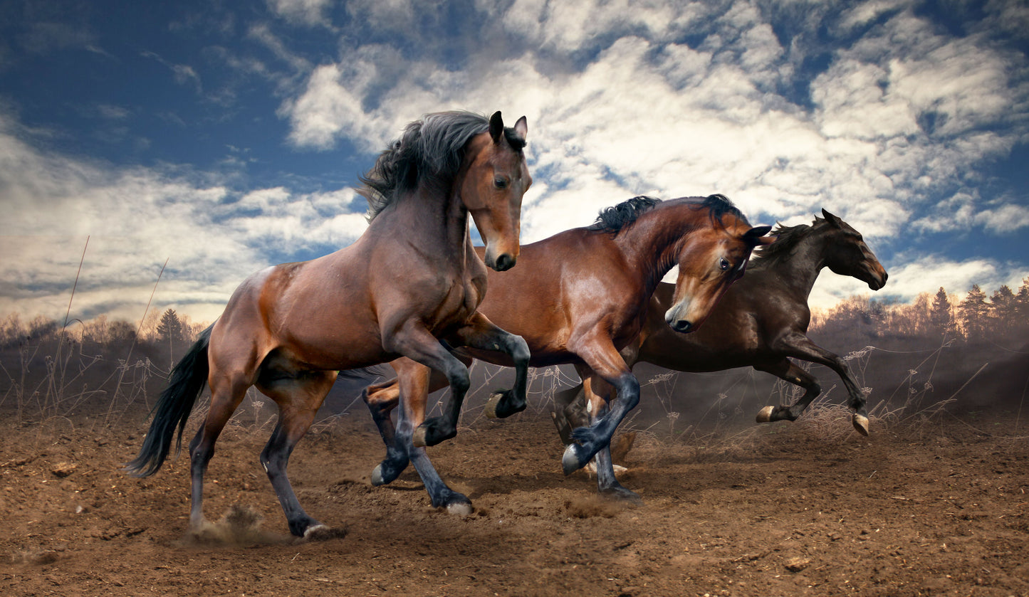 Framed - Wild Horses By Sasha S - Dark Brown