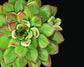 Framed Small - Succulent Elegans II By Jg Studios - Green