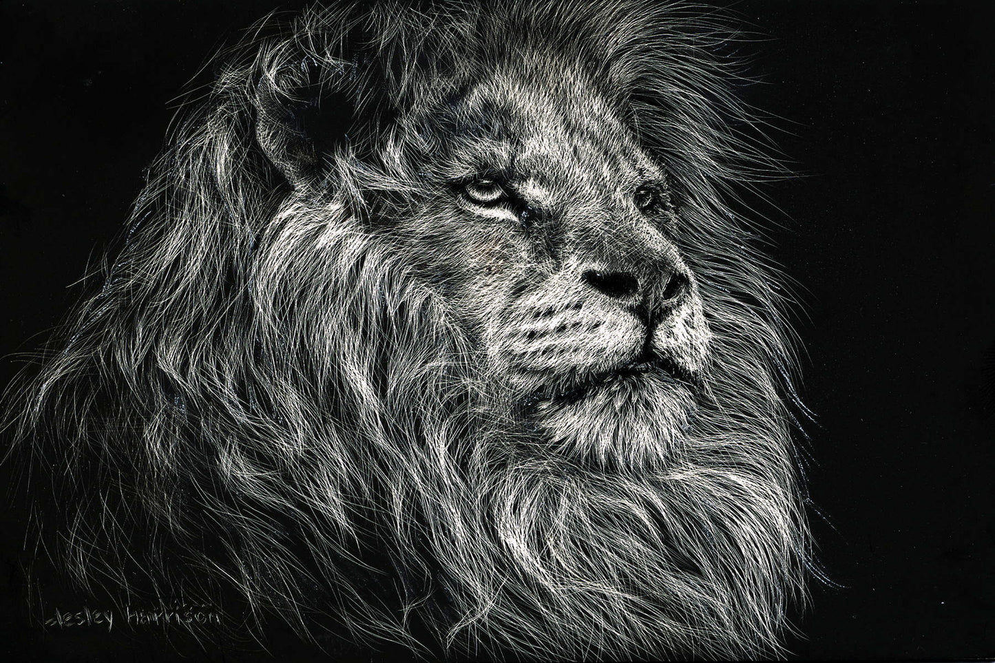 Framed Small - African Lion By Lesley Harrison - Dark Gray