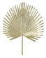 Golden Palm II - Beige