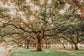 Low Country Oaks II By Jennifer Rigsby - Green