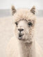 Soft Alpaca 2 By Lori Deiter (Framed) (Small) - Beige