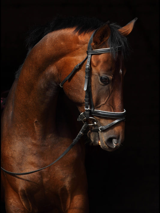 Small - Horse On Black By Mikhail Kondrashov - Dark Brown