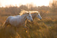 Framed - Two Horses Galloping By Jimmy'z - Light Brown