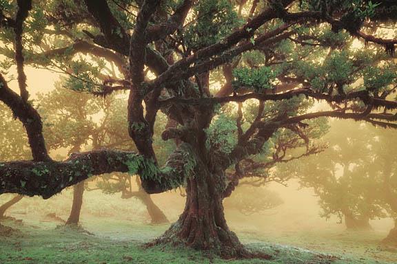 Tree Dreams By Martin Podt - Green