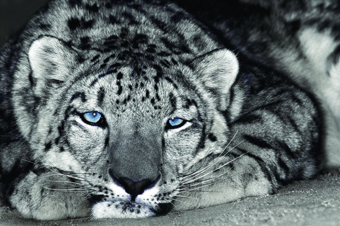 Framed - Snow Leopard Sanctuary By D. Welling - Dark Gray