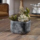 Alverio - Desert Garden Succulents - Pearl Silver