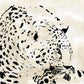 Framed - Leopard Spots Iv By Carol Robinson - Beige