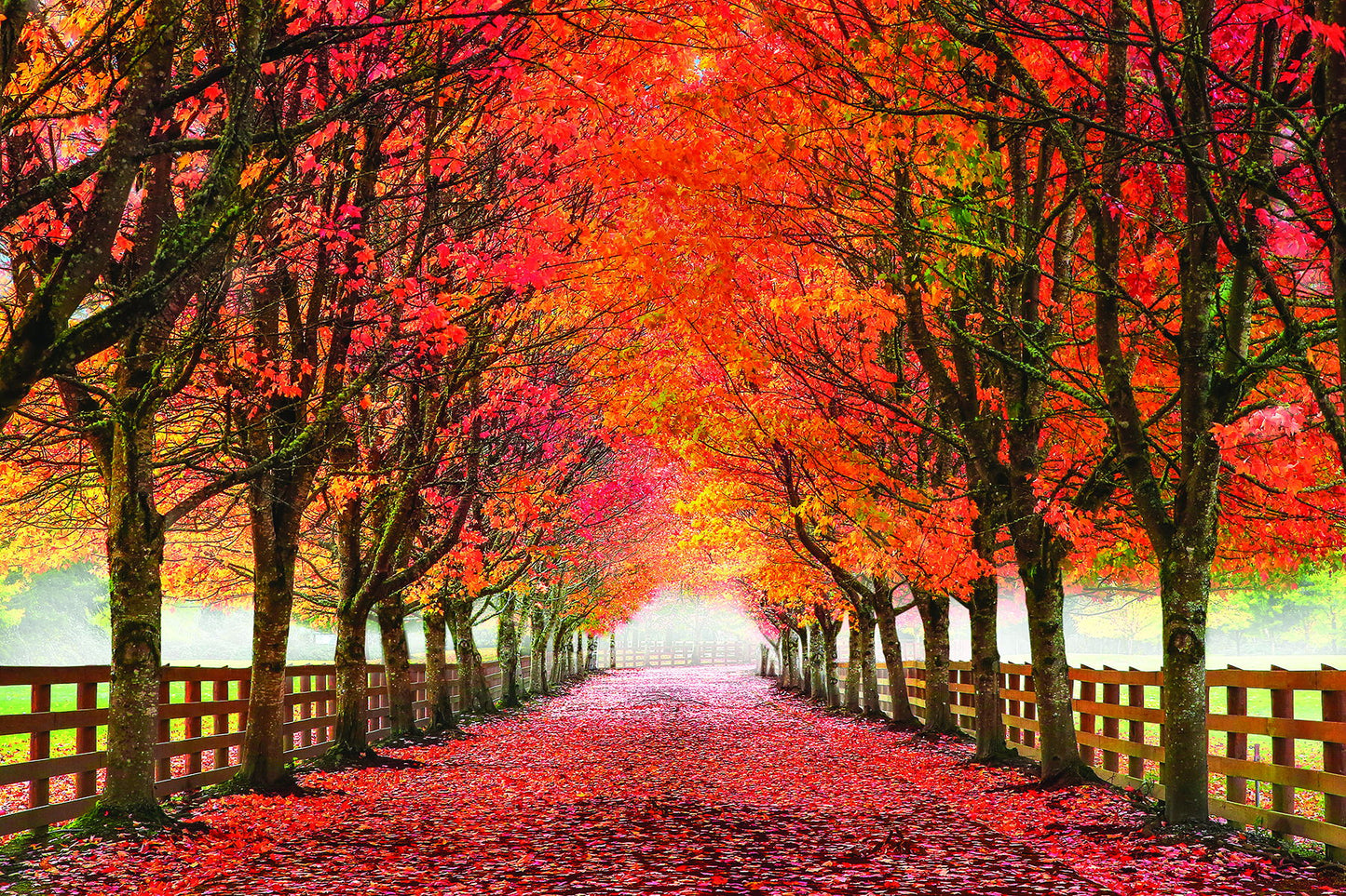 49x64 Framed - North Bend Trees By Aaron Reed - Orange