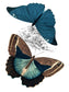 Butterfly Study II By Piddix (Framed) (Small) - Blue