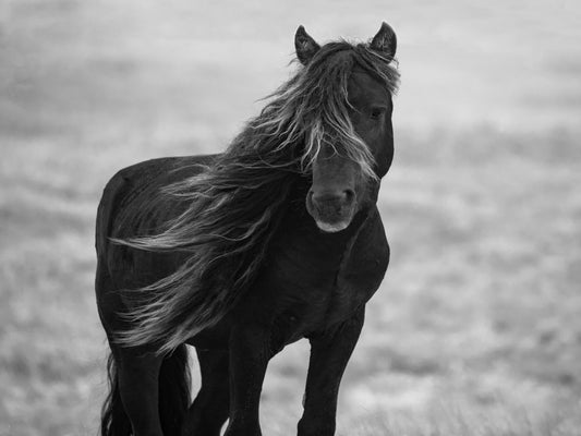 Framed - Iclandic Mare By Carol Walker - Dark Gray